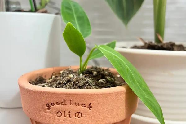 火鹤花和红掌的区别，其叶片和佛焰苞均不同