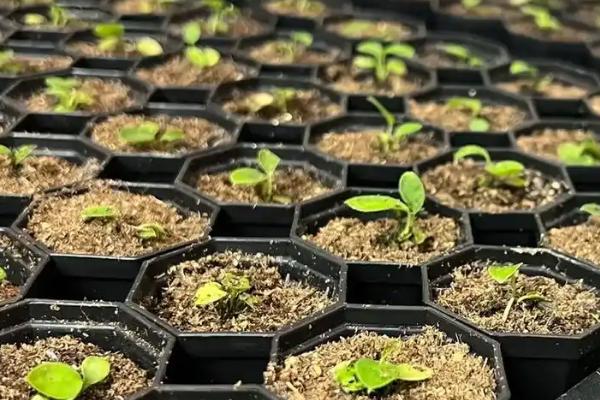 火鹤花和红掌的区别，其叶片和佛焰苞均不同