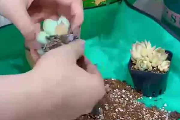 多肉植物怎么养，适合生长在有充足光照的环境中