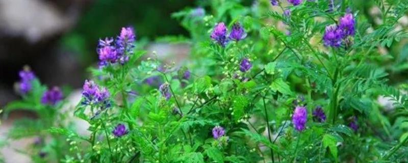 野丁香花有没有毒，是没有毒性的