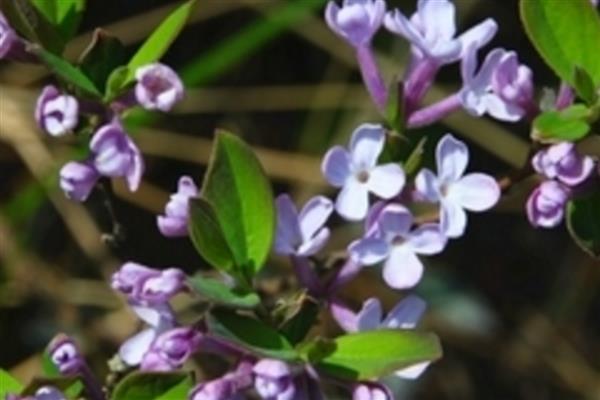 野丁香花有没有毒，是没有毒性的