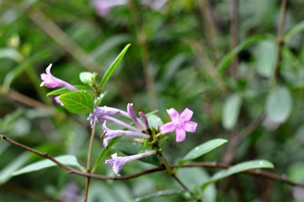 野丁香花有没有毒，是没有毒性的