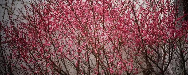 红梅是不是梅花，是梅花的一种