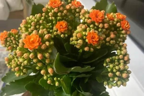 长寿花不开花的原因，可能是温度不适或光照不足所致