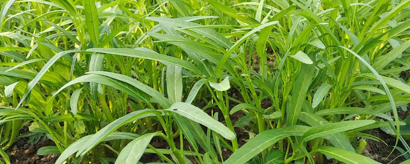 空心菜什么时候种植，3月份可以进行露天栽培