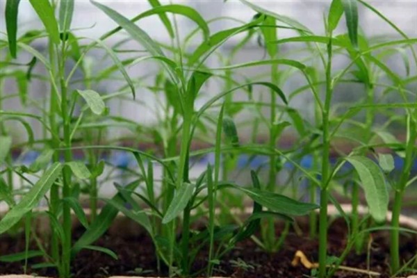 空心菜什么时候种植，3月份可以进行露天栽培