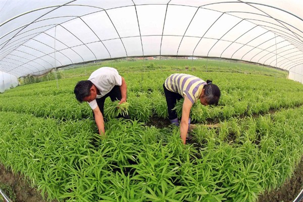 空心菜什么时候种植，3月份可以进行露天栽培