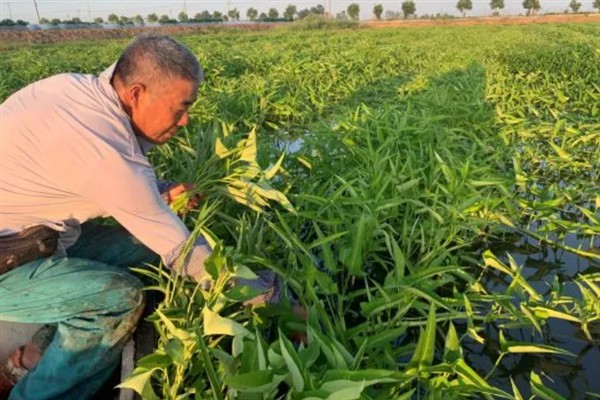 空心菜什么时候种植，3月份可以进行露天栽培