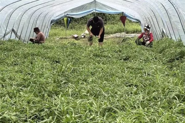 空心菜什么时候种植，3月份可以进行露天栽培