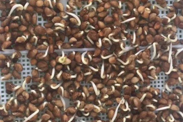 空心菜什么时候种植，3月份可以进行露天栽培