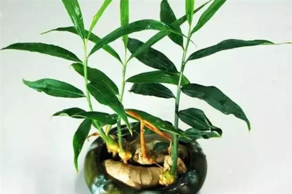 姜花适合家庭养殖吗，姜花适合家庭养殖