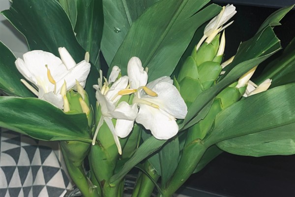姜花适合家庭养殖吗，姜花适合家庭养殖