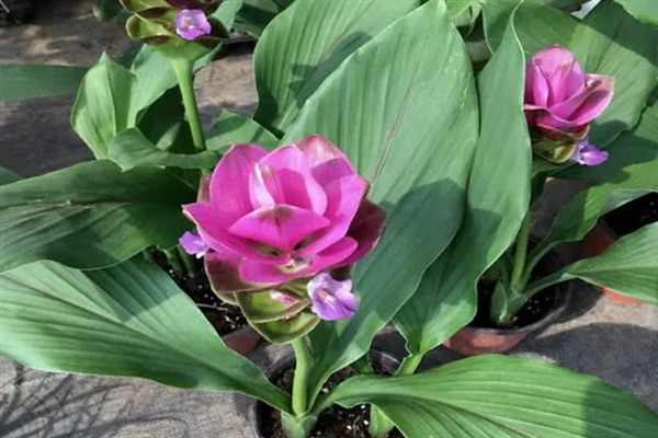 姜花适合家庭养殖吗，姜花适合家庭养殖