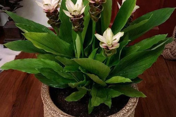 姜花适合家庭养殖吗，姜花适合家庭养殖
