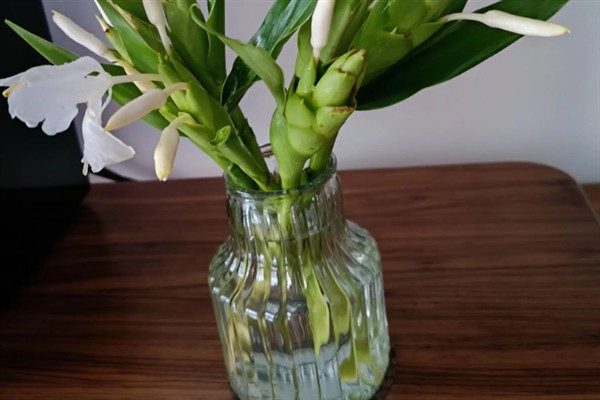 姜花适合家庭养殖吗，姜花适合家庭养殖