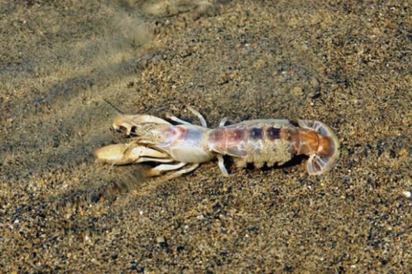 蝼蛄虾的产地，主产于黄海、渤海等海域