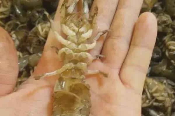 蝼蛄虾的产地，主产于黄海、渤海等海域