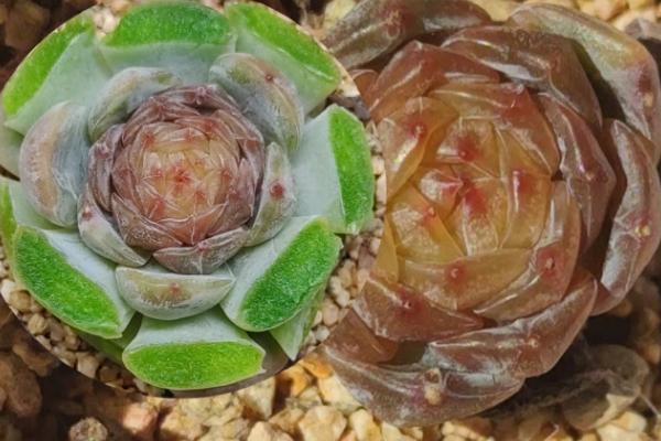 多肉叶子发黑腐烂的解决方法，先修剪腐烂的部位再重新栽种