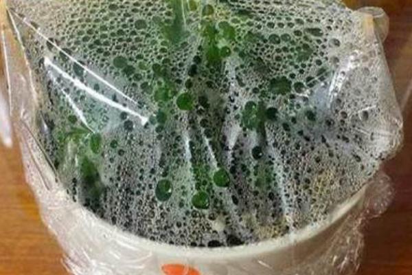 多肉叶子发黑腐烂的解决方法，先修剪腐烂的部位再重新栽种