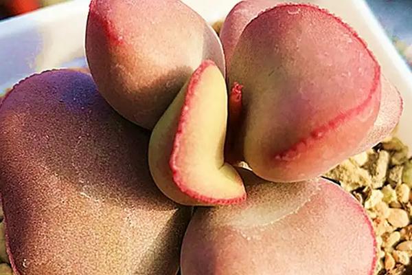 多肉叶子发黑腐烂的解决方法，先修剪腐烂的部位再重新栽种