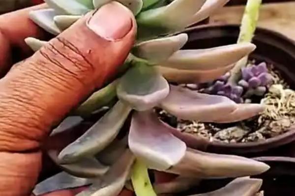 多肉叶子发黑腐烂的解决方法，先修剪腐烂的部位再重新栽种