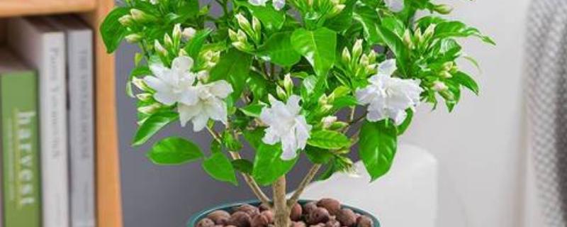 水晶茉莉的养殖方法，喜欢阳光充足的环境