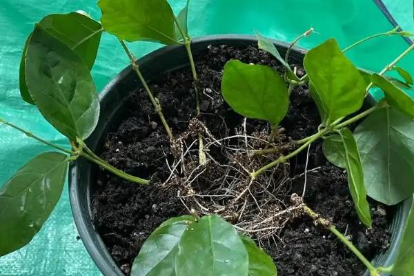 水晶茉莉的养殖方法，喜欢阳光充足的环境