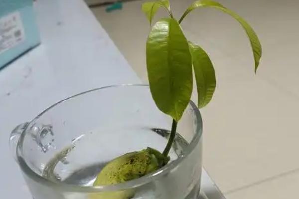 芒果的种植方法，首先要选择成熟芒果的果核