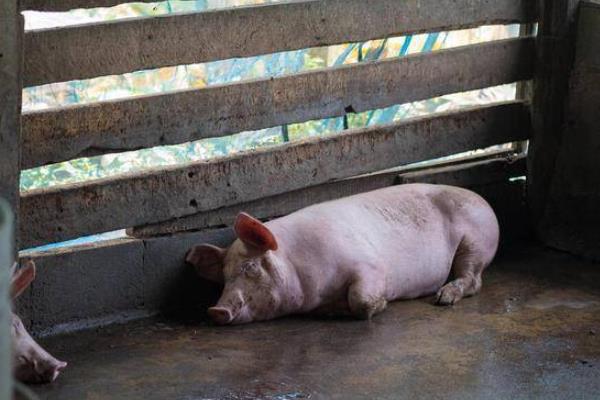 仔猪不吃食没发烧没精神如何处理，根据发生原因采取对应措施