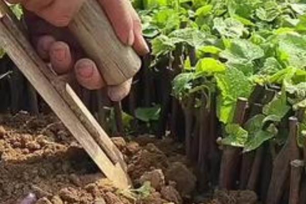 如何种植葡萄，设立攀援支架有利于植株生长挂果