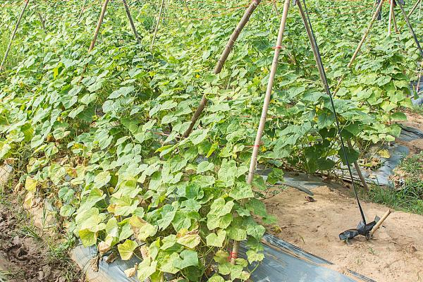 如何种植葡萄，设立攀援支架有利于植株生长挂果