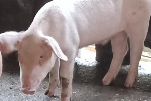 仔猪不吃食没发烧没精神如何处理，根据发生原因采取对应措施