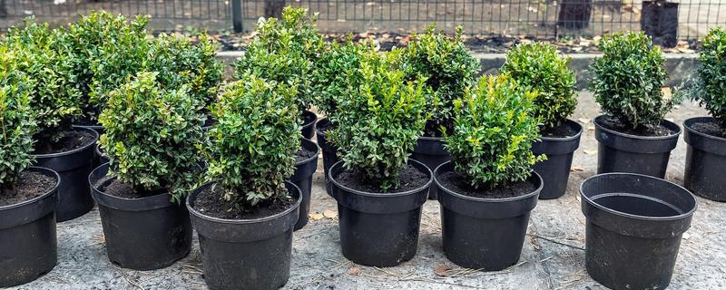 夏季怎么养米兰，每天向叶片喷1-2次水