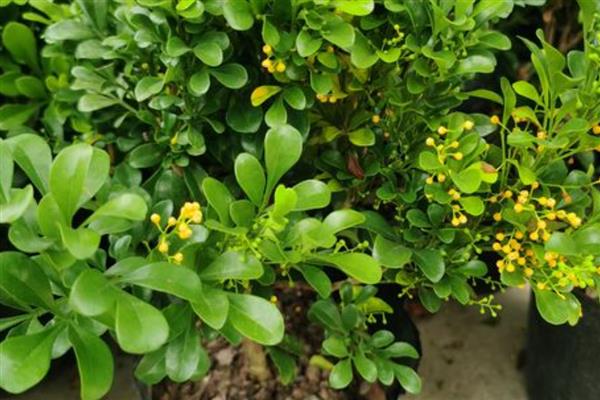 夏季怎么养米兰，每天向叶片喷1-2次水