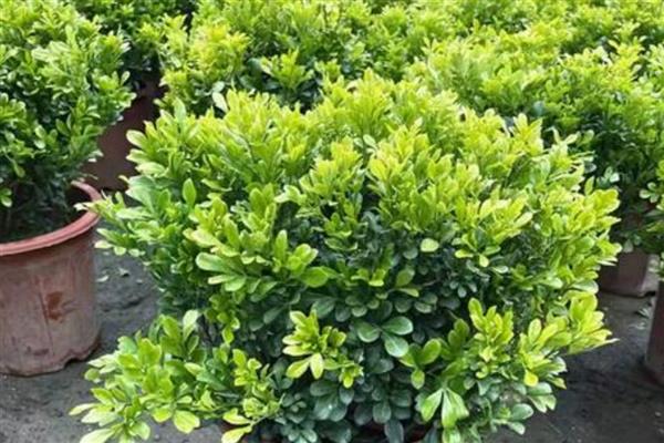 夏季怎么养米兰，每天向叶片喷1-2次水