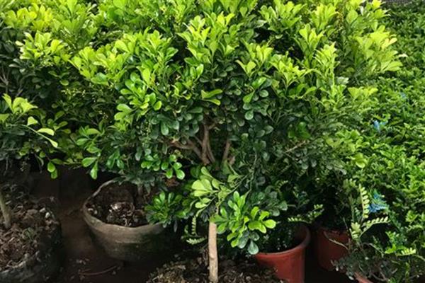 夏季怎么养米兰，每天向叶片喷1-2次水