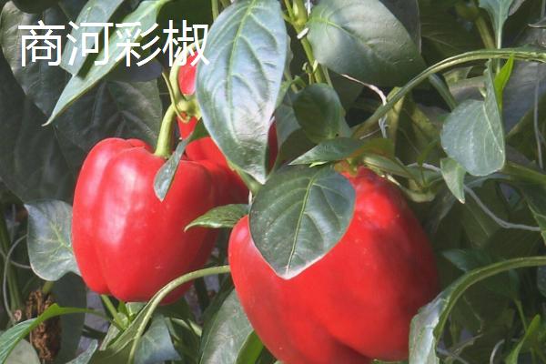 山东商河县的特产，商河老粗布具有鲜明的民族特色