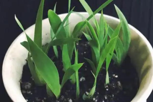 猴面小龙兰如何养殖，生长季每两周施肥1次