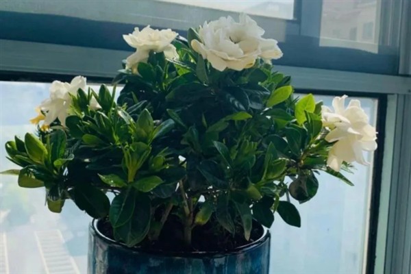 栀子花过冬后如何养护，喜欢在温暖的环境中生长