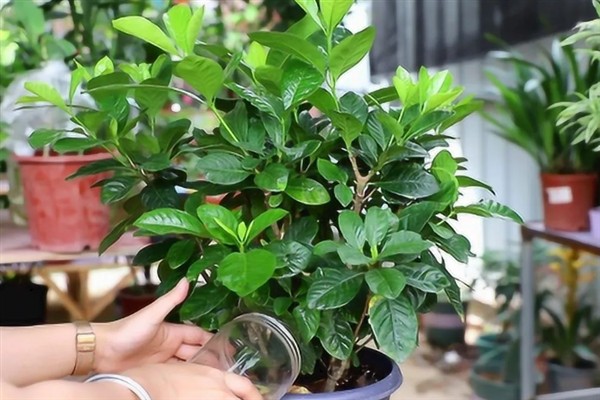 栀子花过冬后如何养护，喜欢在温暖的环境中生长