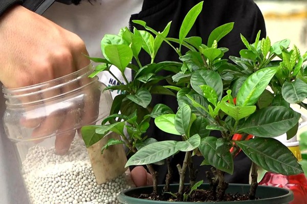 栀子花在夏天开花吗，栀子花在夏天是开花的