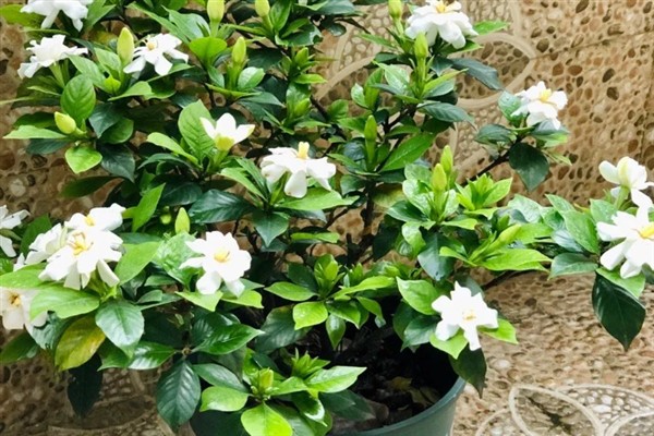 栀子花在夏天开花吗，栀子花在夏天是开花的