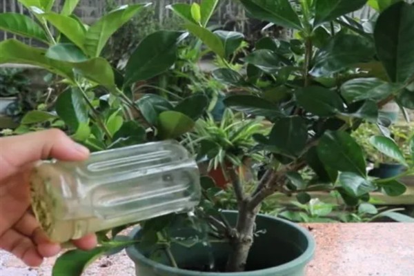 栀子花在夏天开花吗，栀子花在夏天是开花的