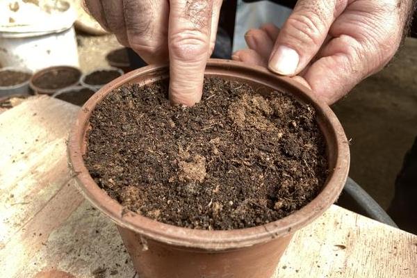 君子兰的家庭养法，每隔2-3年更换一次盆土