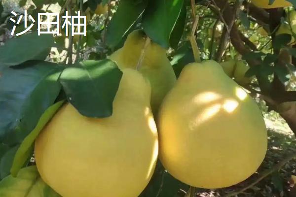 柚子树有没有刺，主干无刺但枝干有刺