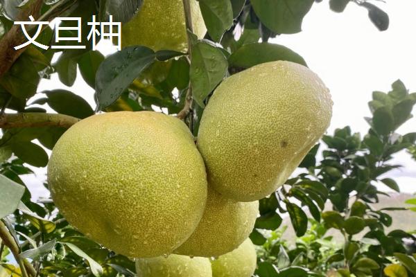 柚子树有没有刺，主干无刺但枝干有刺