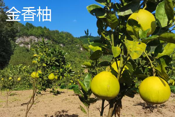 柚子树有没有刺，主干无刺但枝干有刺
