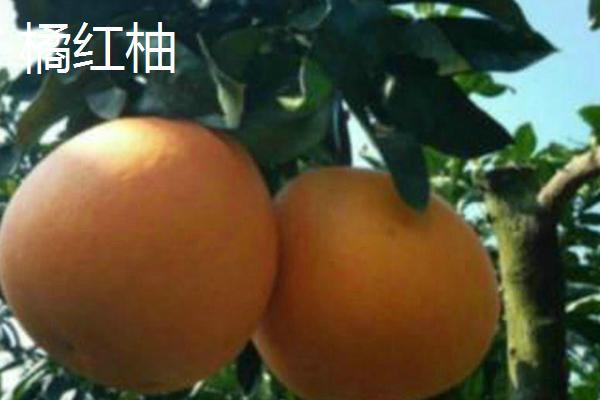 柚子树有没有刺，主干无刺但枝干有刺