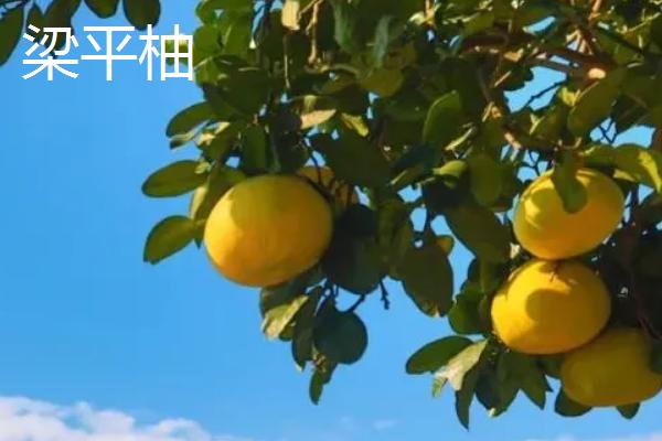 柚子树有没有刺，主干无刺但枝干有刺