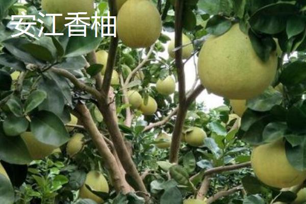 柚子树有没有刺，主干无刺但枝干有刺